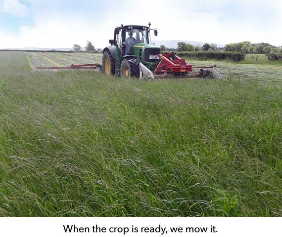 Mowing the grass when it is just right