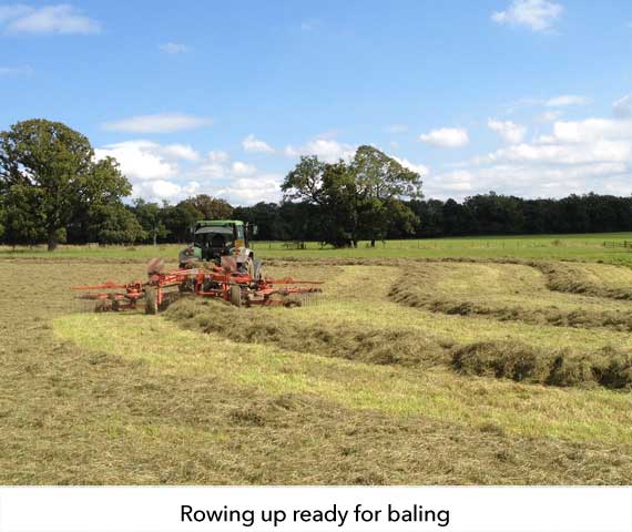 To prepare for baling, we row-up the crop