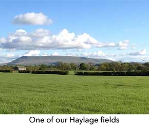 One of our haylage fields, Bolton-by-Bowland, Lancashire