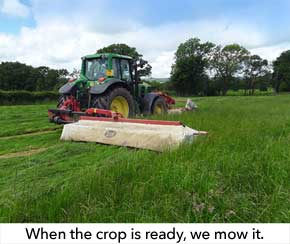 When the crop is ready, we mow it