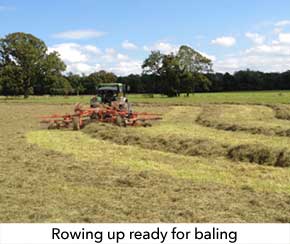 To prepare for baling, we row-up the crop